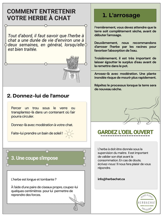 Comment entretenir l'herbe à chat