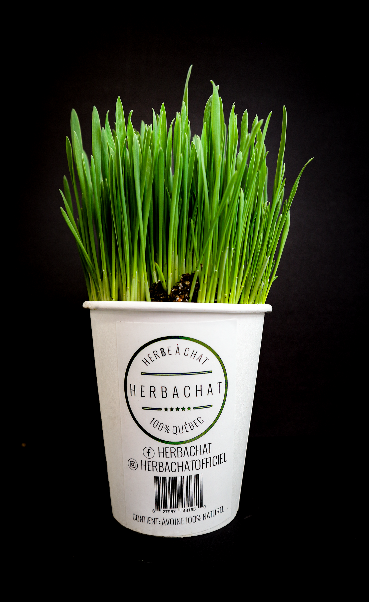 Herbe à chat fraiche