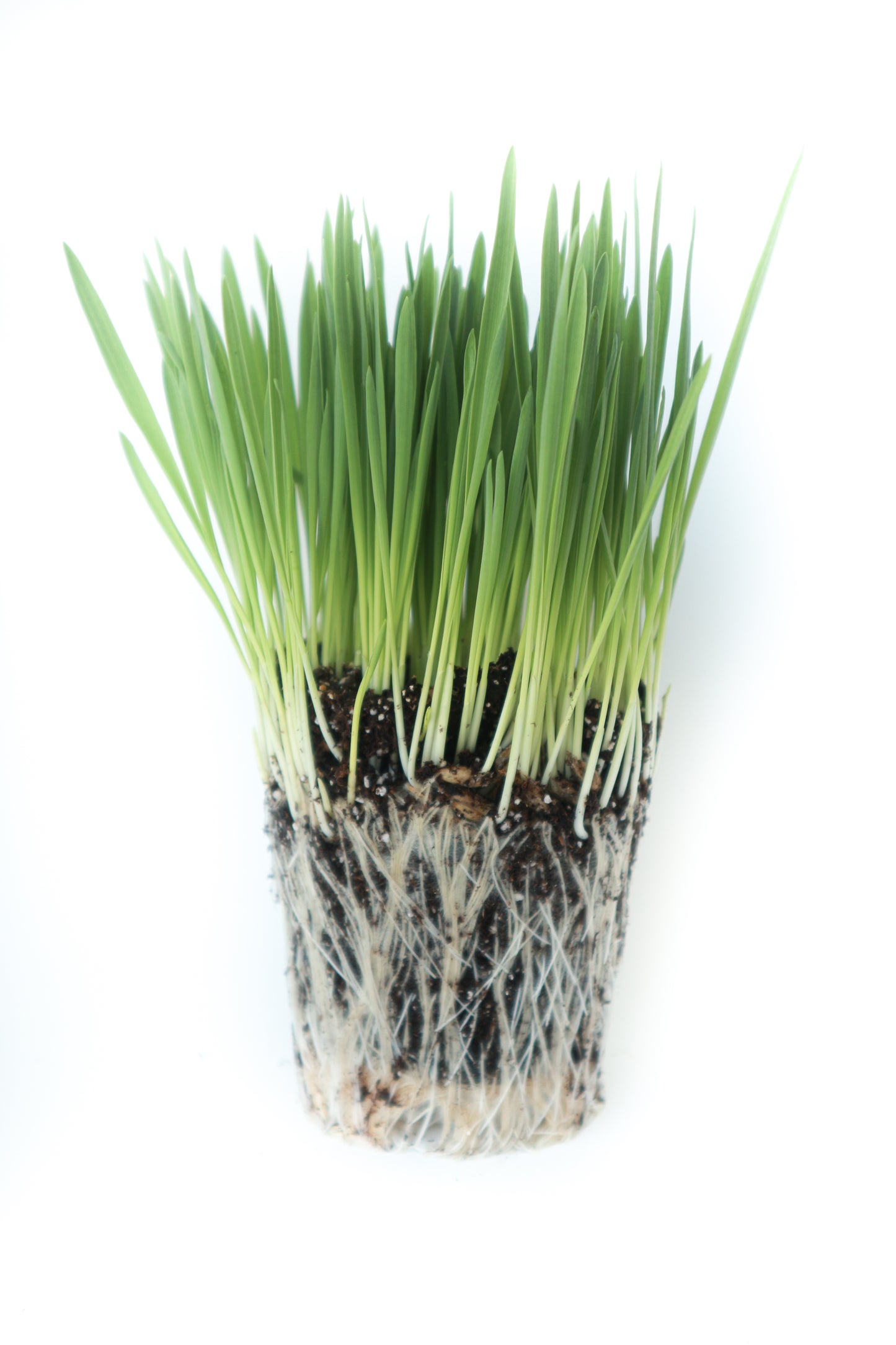 Herbe à chat fraiche